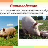 Kako organizirati uzgoj svinja kod kuće